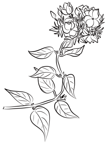 Winter Jasmine (Jasminum Multiflorum) Coloring Page